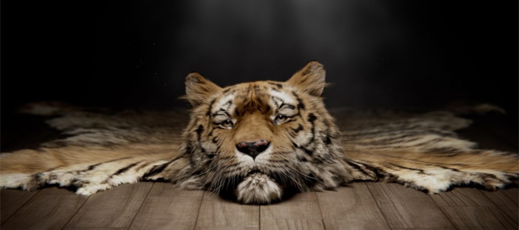 Tiger conservation organisation Save Wild Tigers launches campaign to highlight the global poaching crisis